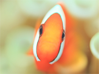 クマノミもいるよ!