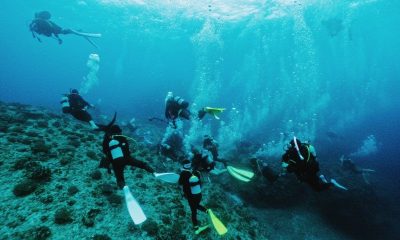 粟国DIVEじゃ!ギンガメじゃ!ダイバー祭りじゃー!