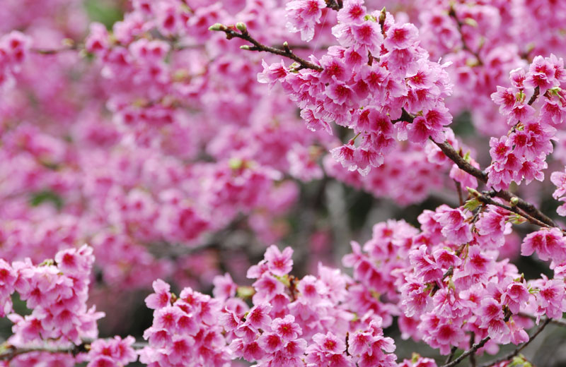 緋寒桜鑑賞ツアー