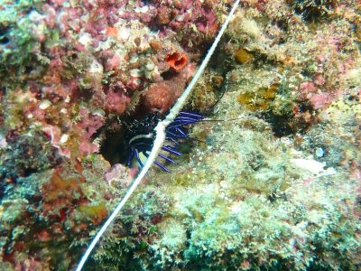 今年も潜り納め!スナベ編