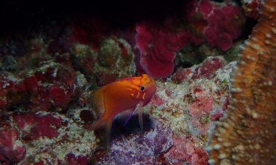 今日は透視度ばけもん渡名喜☆