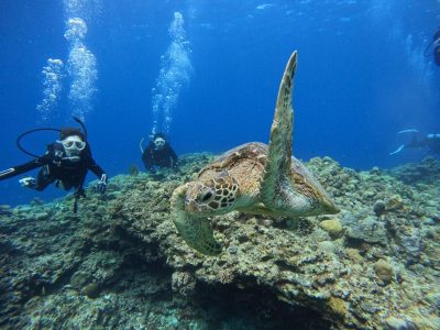 秋の気配の中、カメだよっ！