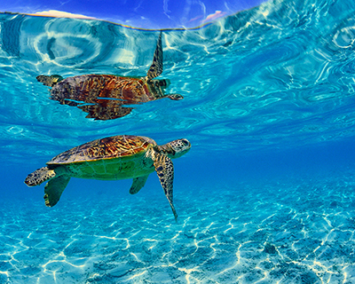 慶良間諸島体験2回ダイビングコース