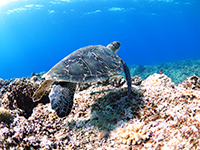 2回目のダイビング|慶良間諸島体験2回ダイビング