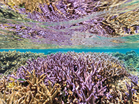 オプショナルダイブ|慶良間諸島体験2回ダイビング