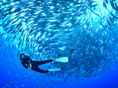 PADI アドバンス + SP5種 セットコース