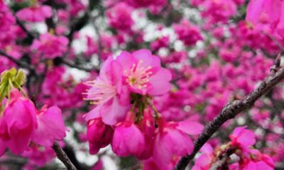 サクラとゴリチョ☆