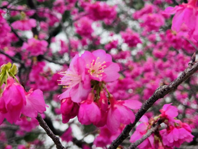 サクラとゴリチョ☆