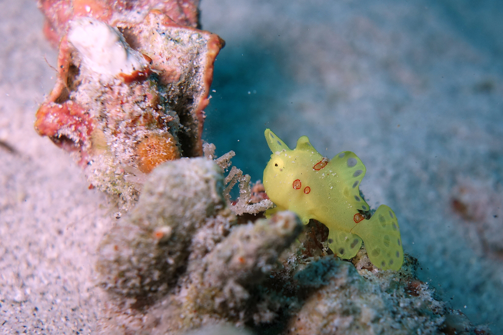 イロカエルアンコウ