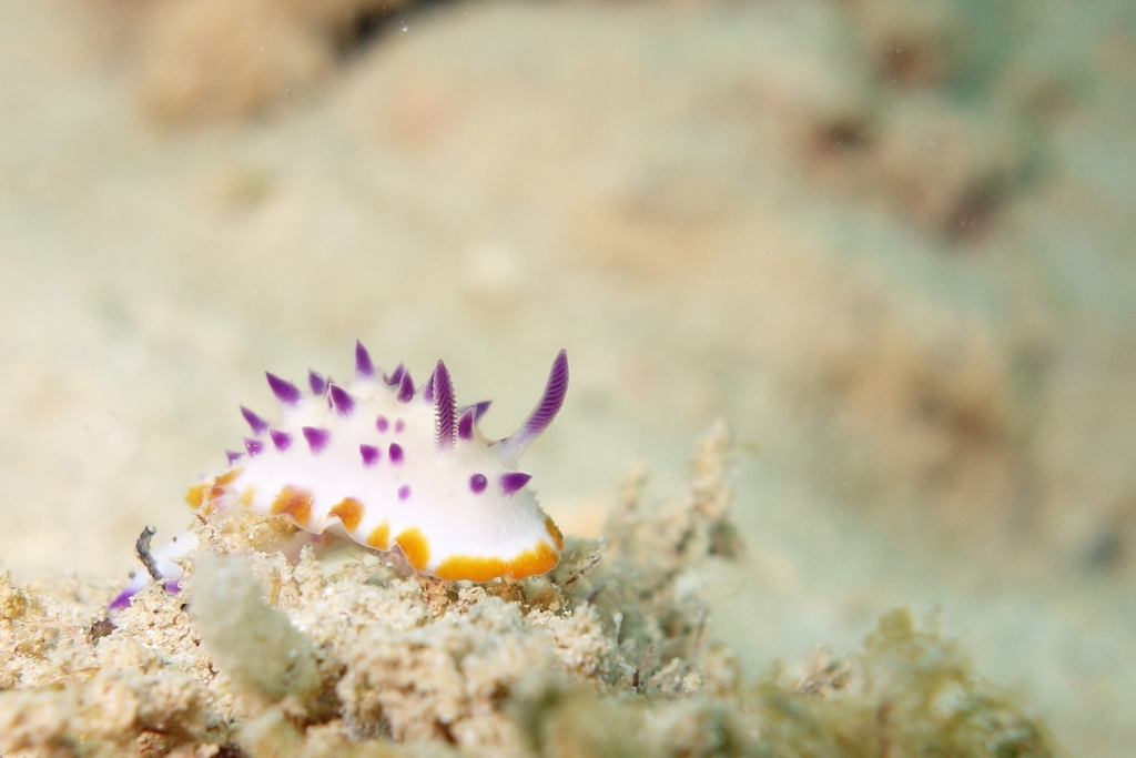 レンゲウミウシ