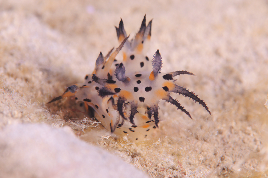 フジタウミウシ属の一種-1