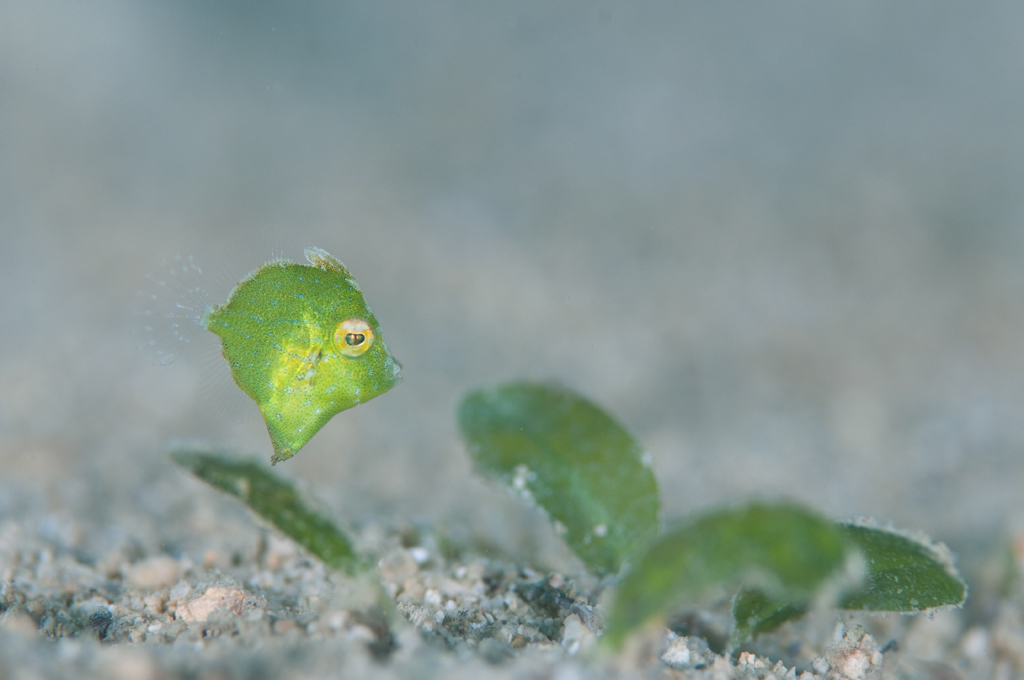 セダカカワハギ